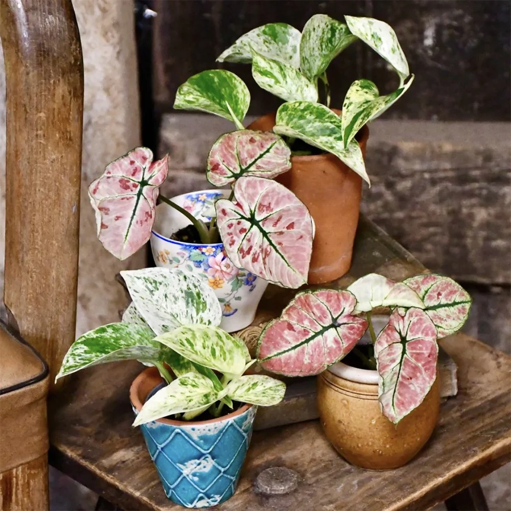 Iedera Diavolului Curgatoare (Epipremnum) Marble Queen, 20-30 cm, planta de interior curgatoare cu frunze pestrite - Image 7