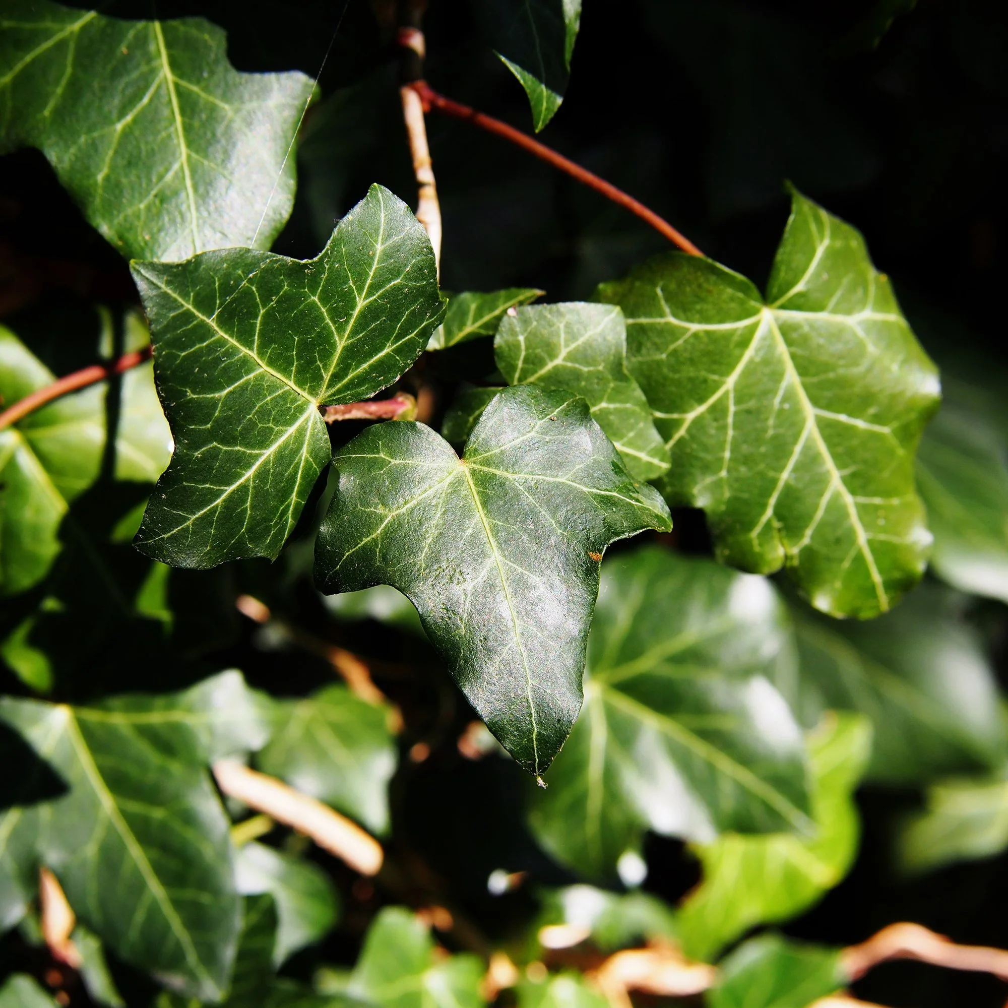 Iedera Scotiana Hedera Hibernica, cataratoare, vesnic verde, crestere rapida, forte rezistenta, semi-umbra sau umbra - Image 10
