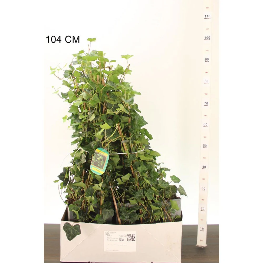 Iedera Scotiana Hedera Hibernica, cataratoare, vesnic verde, crestere rapida, forte rezistenta, semi-umbra sau umbra - Image 11