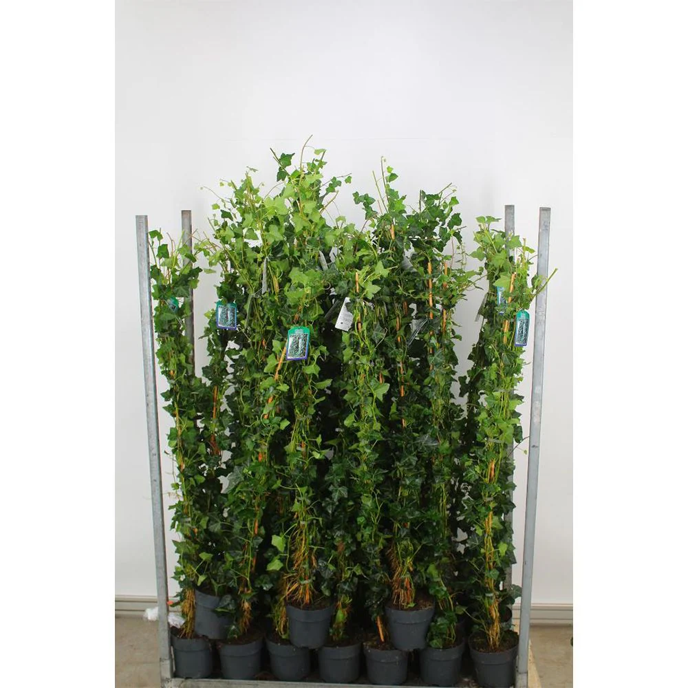 Iedera Scotiana Hedera Hibernica, cataratoare, vesnic verde, crestere rapida, forte rezistenta, semi-umbra sau umbra - Image 12