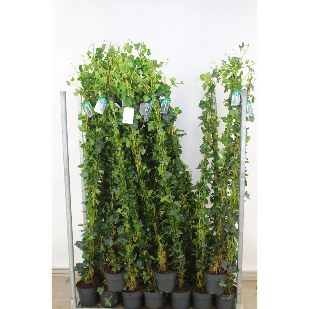 Iedera Scotiana Hedera Hibernica, cataratoare, vesnic verde, crestere rapida, forte rezistenta, semi-umbra sau umbra - Image 13