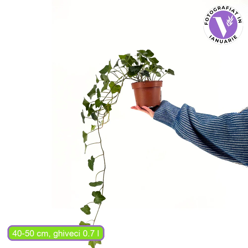 Iedera Scotiana Hedera Hibernica, cataratoare, vesnic verde, crestere rapida, forte rezistenta, semi-umbra sau umbra - Image 14