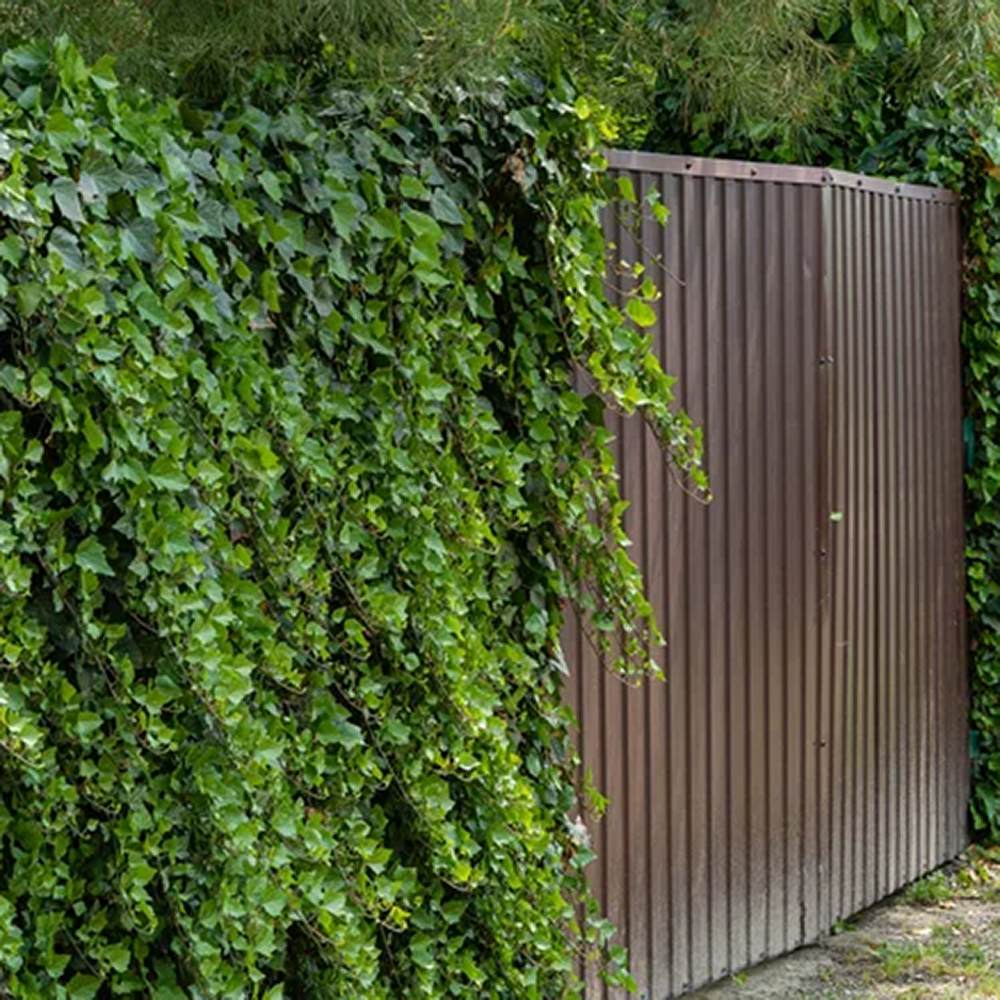 Iedera Scotiana Hedera Hibernica, cataratoare, vesnic verde, crestere rapida, forte rezistenta, semi-umbra sau umbra - Image 4