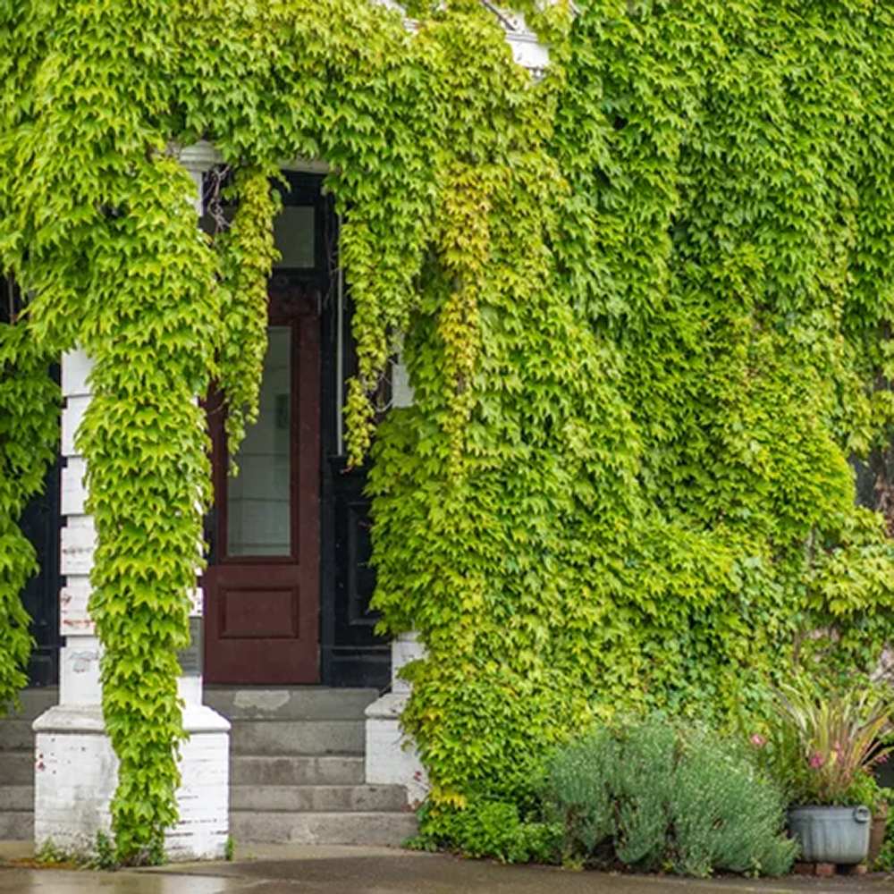 Iedera Scotiana Hedera Hibernica, cataratoare, vesnic verde, crestere rapida, forte rezistenta, semi-umbra sau umbra - Image 6