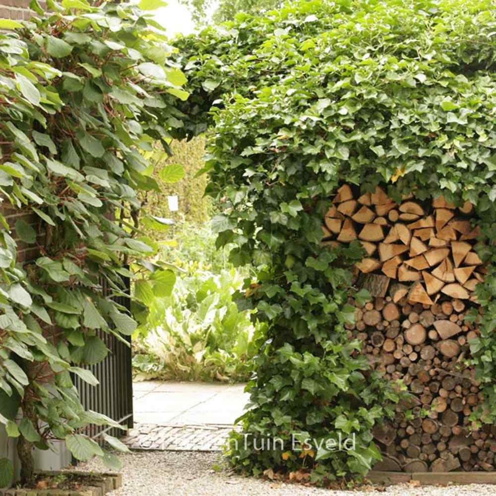 Iedera Scotiana Hedera Hibernica, cataratoare, vesnic verde, crestere rapida, forte rezistenta, semi-umbra sau umbra - Image 7