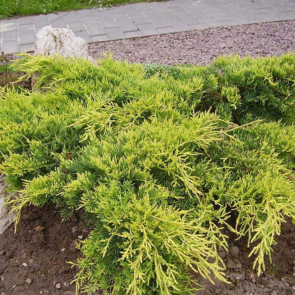 Ienupar Old Gold, tarator, conifer decorativ, frunzis auriu-verde, ideal pentru taluzuri si stancarii - Image 3