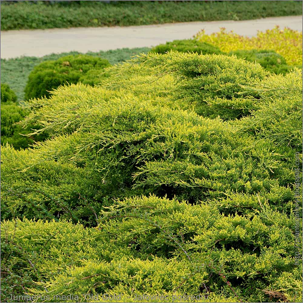 Ienupar Old Gold, tarator, conifer decorativ, frunzis auriu-verde, ideal pentru taluzuri si stancarii - Image 4