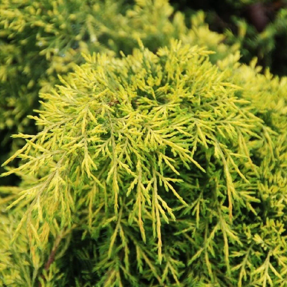 Ienupar Old Gold, tarator, conifer decorativ, frunzis auriu-verde, ideal pentru taluzuri si stancarii - Image 5