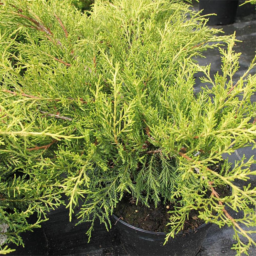 Ienupar Old Gold, tarator, conifer decorativ, frunzis auriu-verde, ideal pentru taluzuri si stancarii - Image 6