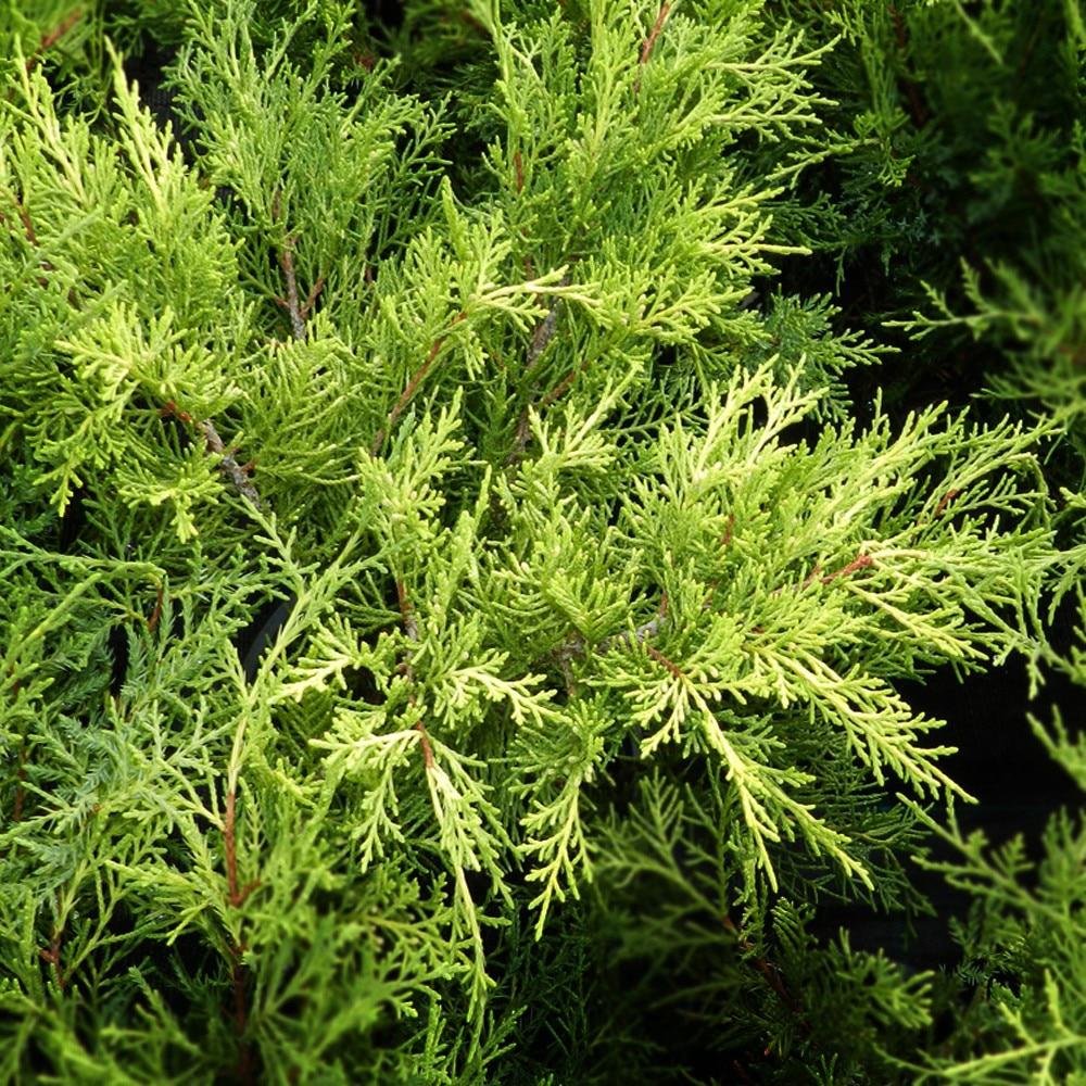 Ienupar Old Gold, tarator, conifer decorativ, frunzis auriu-verde, ideal pentru taluzuri si stancarii - Image 7