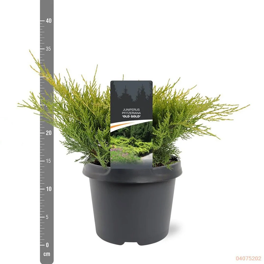 Ienupar Old Gold, tarator, conifer decorativ, frunzis auriu-verde, ideal pentru taluzuri si stancarii - Image 9