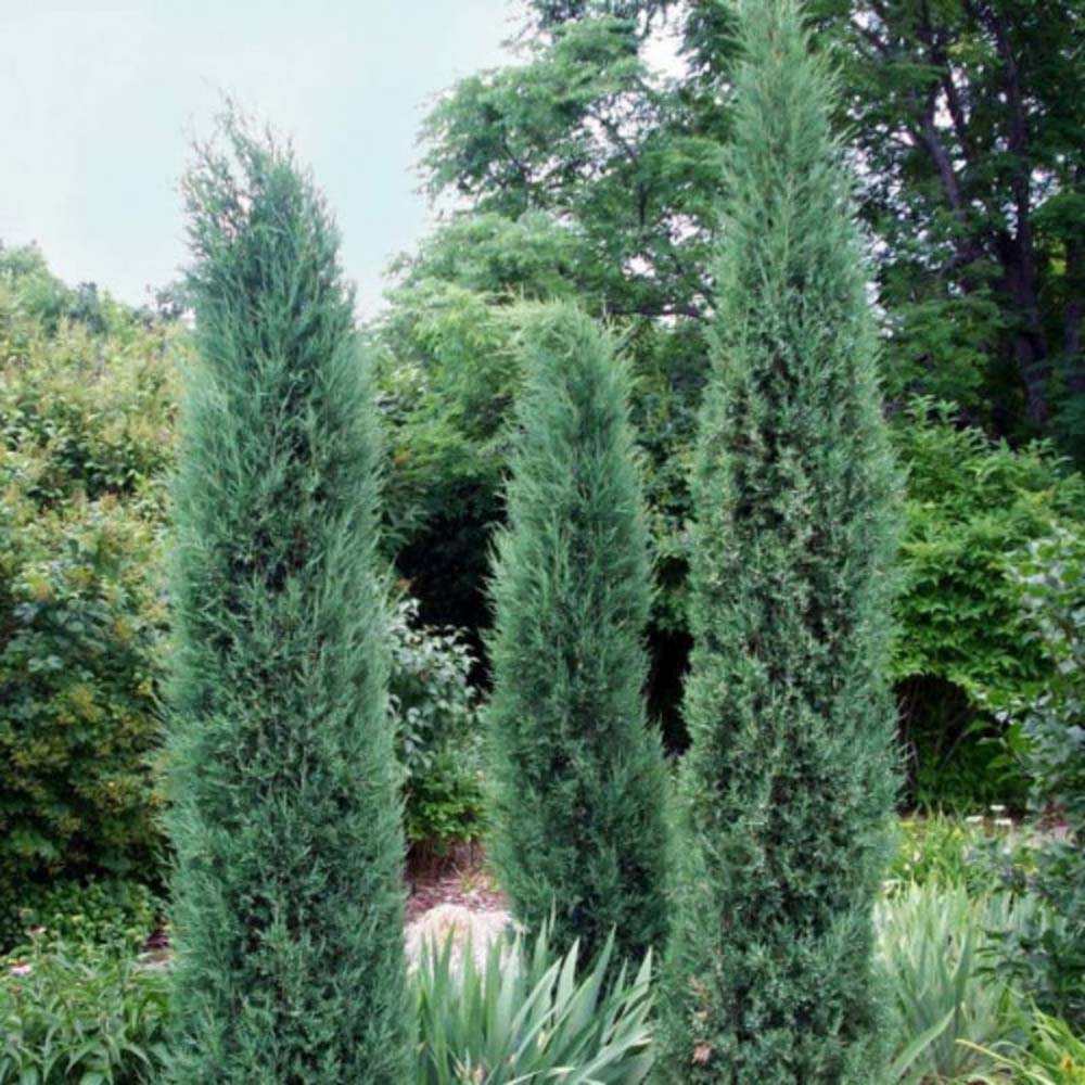 Ienupar columnar albastru-verzui Stricta, Ienupar Columnar vesnic verde, rezistent la ger, ideal pentru gard viu - Image 4