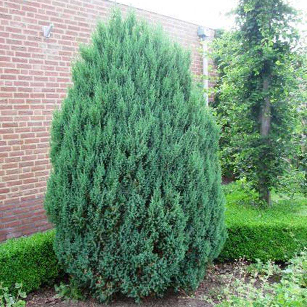 Ienupar columnar albastru-verzui Stricta, Ienupar Columnar vesnic verde, rezistent la ger, ideal pentru gard viu - Image 5