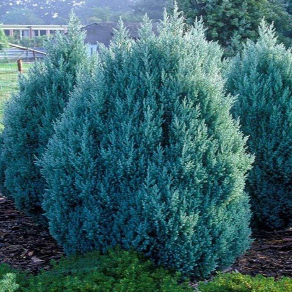 Ienupar columnar albastru-verzui Stricta, Ienupar Columnar vesnic verde, rezistent la ger, ideal pentru gard viu - Image 6