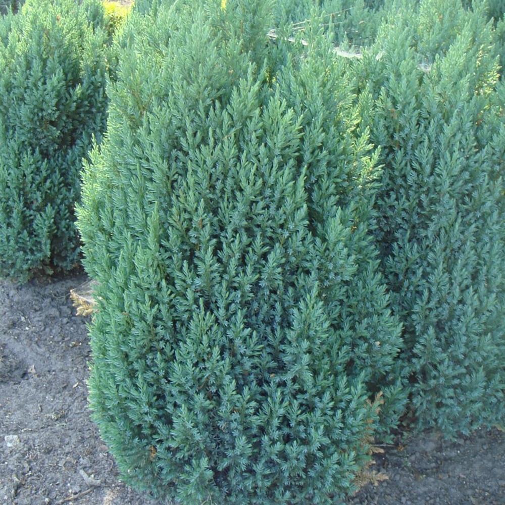Ienupar columnar albastru-verzui Stricta, Ienupar Columnar vesnic verde, rezistent la ger, ideal pentru gard viu - Image 7