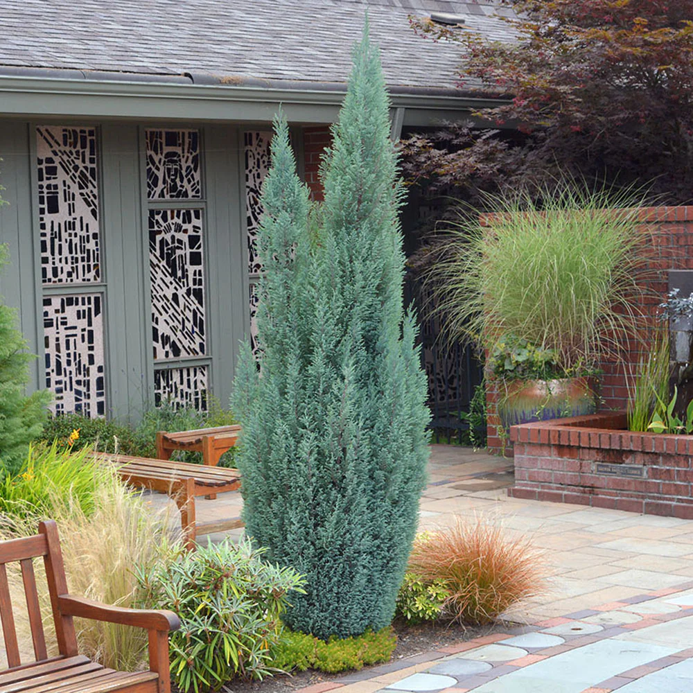 Ienupar columnar de virginia Glauca verde-albastru - Image 3