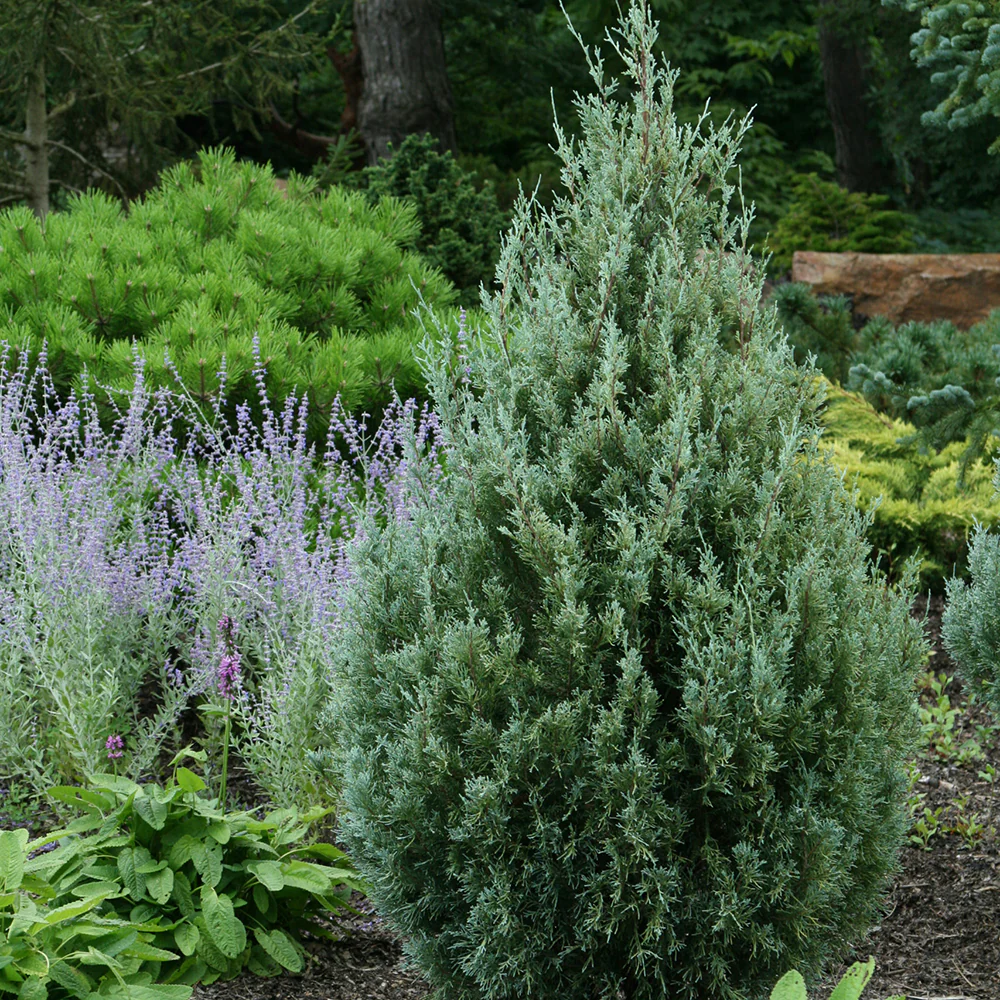 Ienupar columnar de virginia Glauca verde-albastru - Image 6