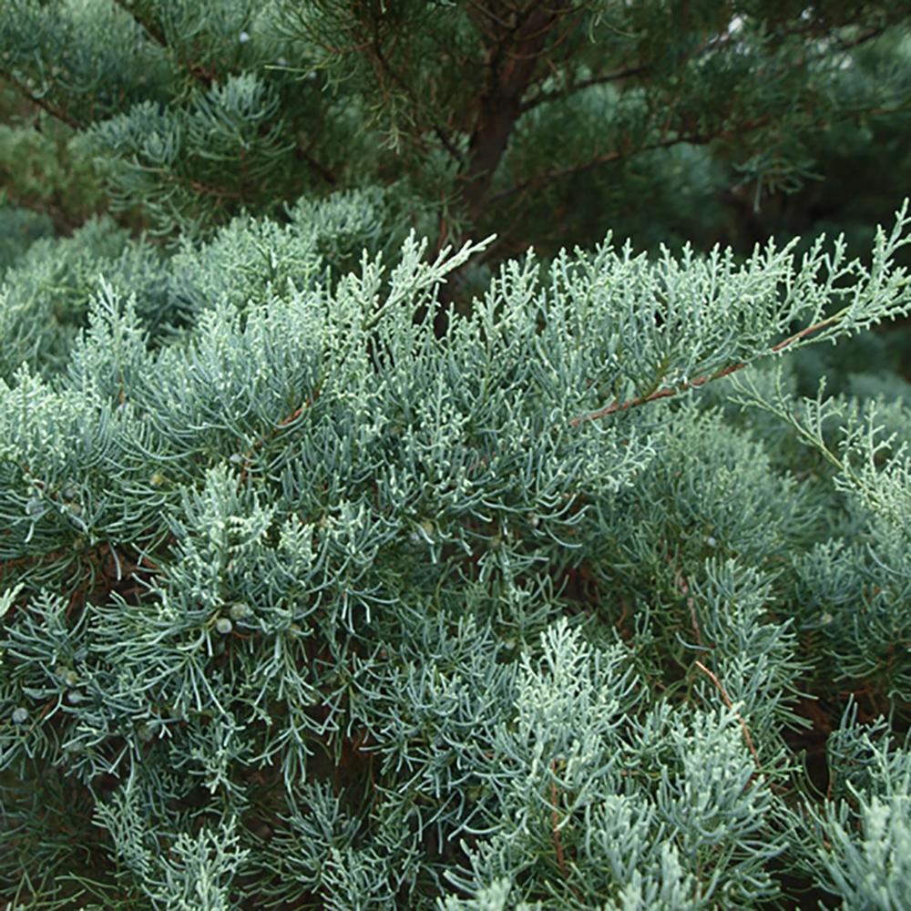 Ienupar columnar de virginia Glauca verde-albastru - Image 7