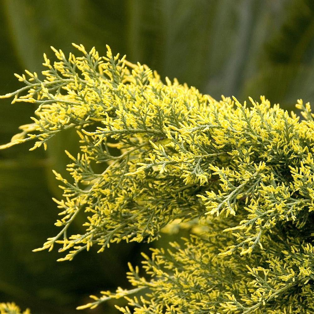 Ienupar Pfitzeriana galben Aurea - Image 3