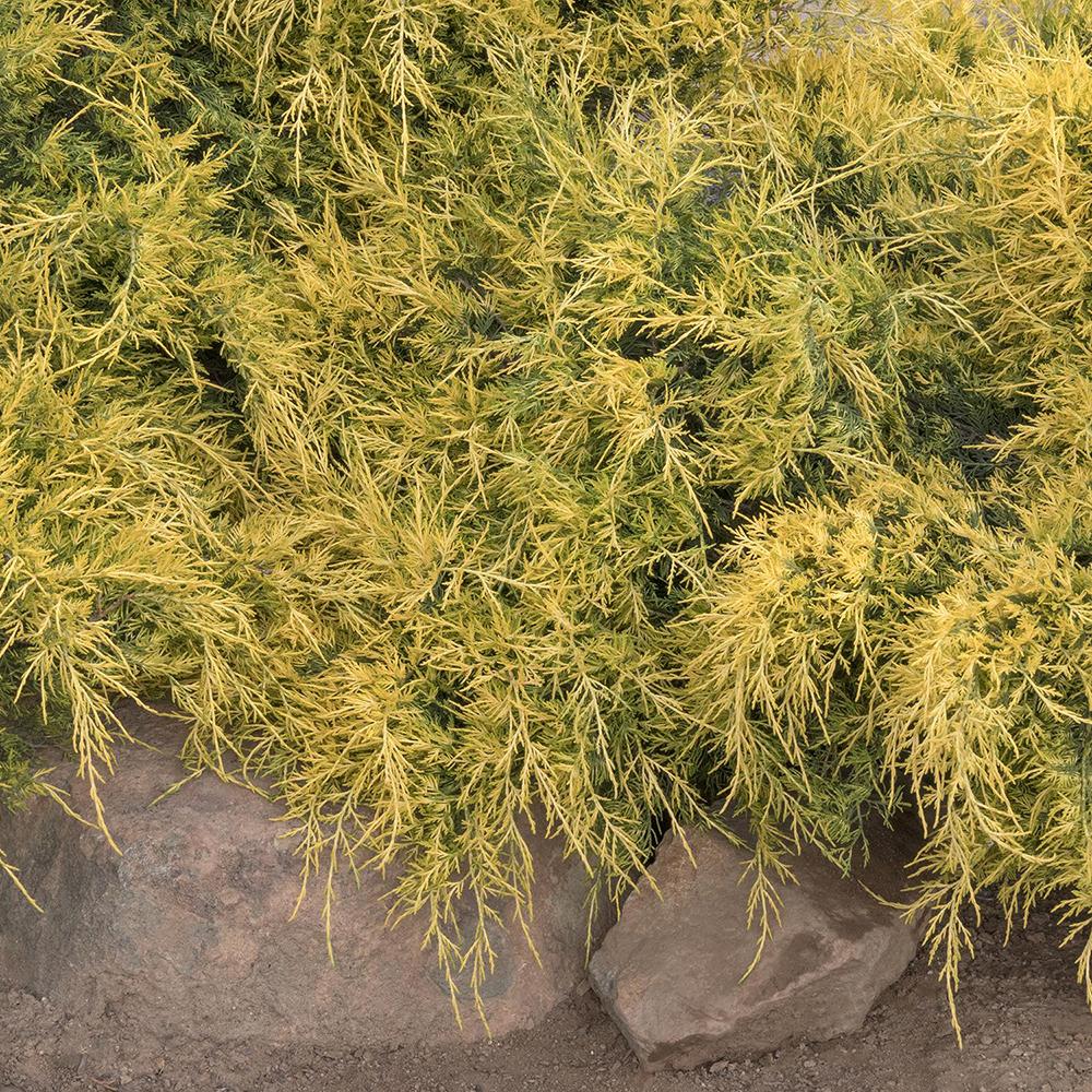 Ienupar Pfitzeriana galben Aurea - Image 4