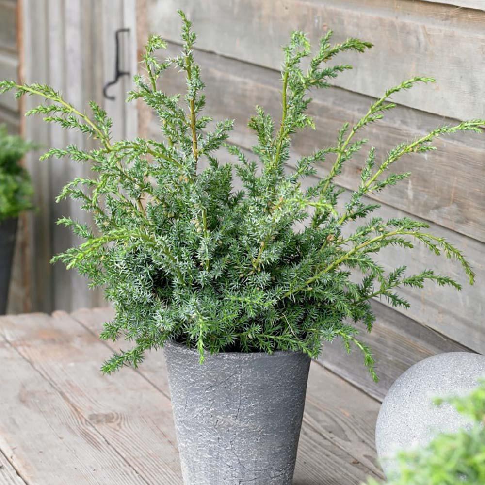 Ienupar Blue Alps, tarator, frunzis albastru-argintiu, vesnic verde, ideal taluzuri si stancarii, fructe mici albatre decorative - Image 3