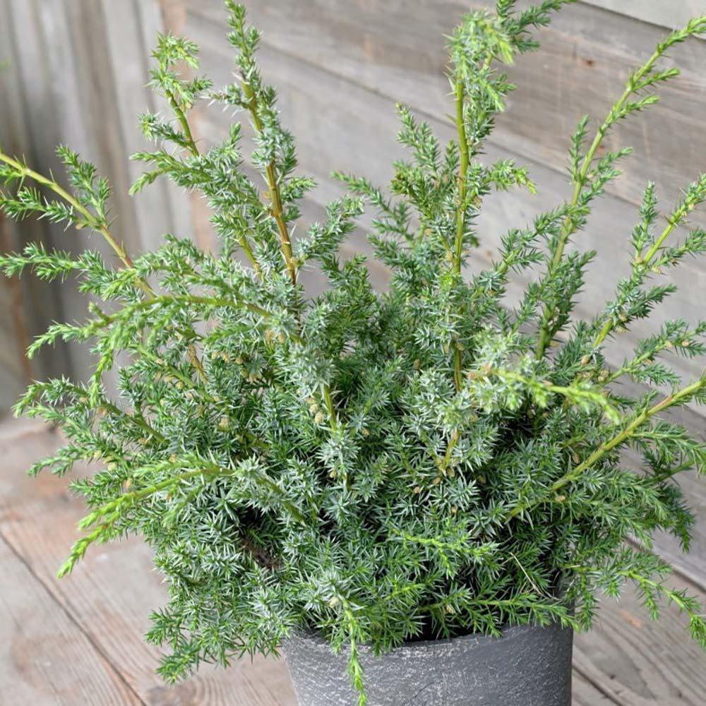 Ienupar Blue Alps, tarator, frunzis albastru-argintiu, vesnic verde, ideal taluzuri si stancarii, fructe mici albatre decorative - Image 5