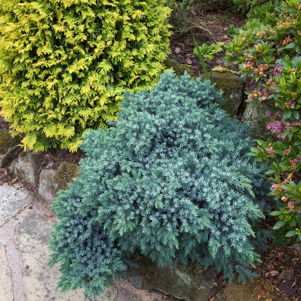 Ienupar Pitic Blue Star, conifer pitic albastru-argintiu, vesnic verde, compact, forma de crestere sferica - Image 3