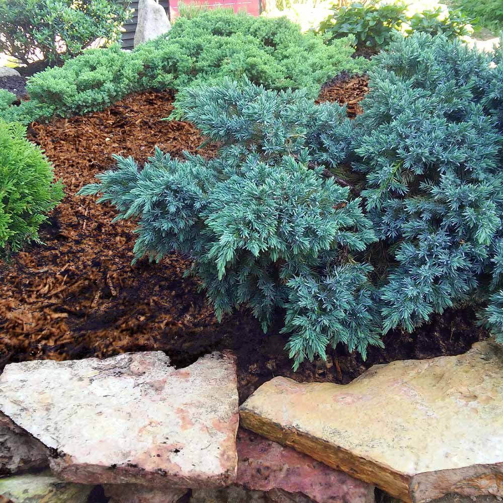 Ienupar Pitic Blue Star, conifer pitic albastru-argintiu, vesnic verde, compact, forma de crestere sferica - Image 5