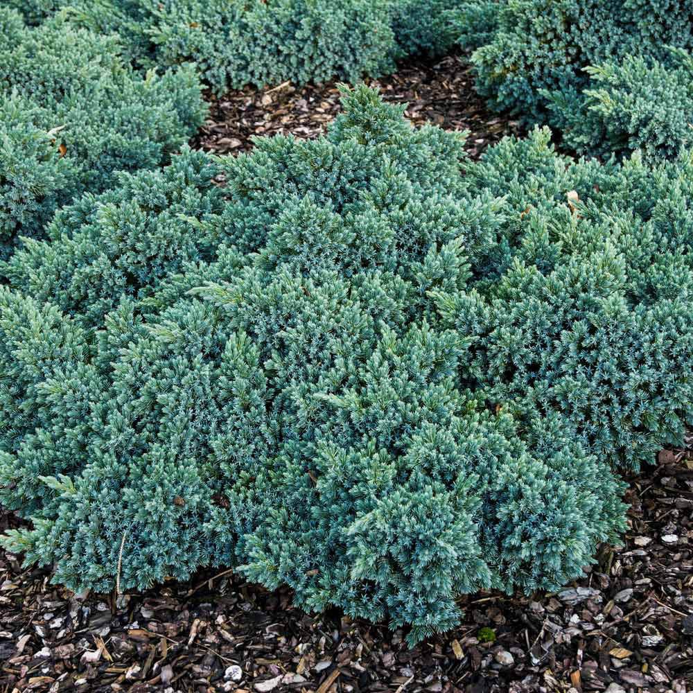 Ienupar Pitic Blue Star, conifer pitic albastru-argintiu, vesnic verde, compact, forma de crestere sferica - Image 6