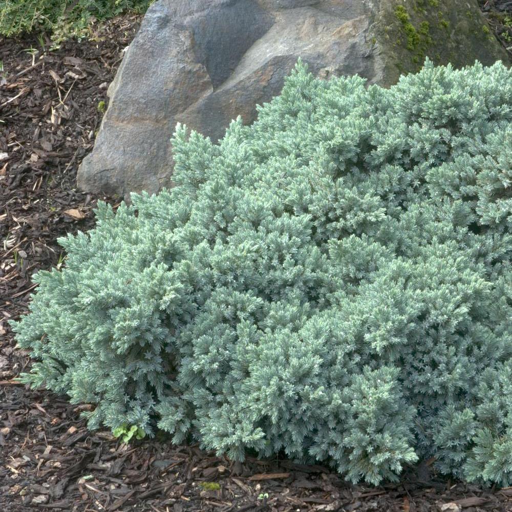 Ienupar Pitic Blue Star, conifer pitic albastru-argintiu, vesnic verde, compact, forma de crestere sferica - Image 7