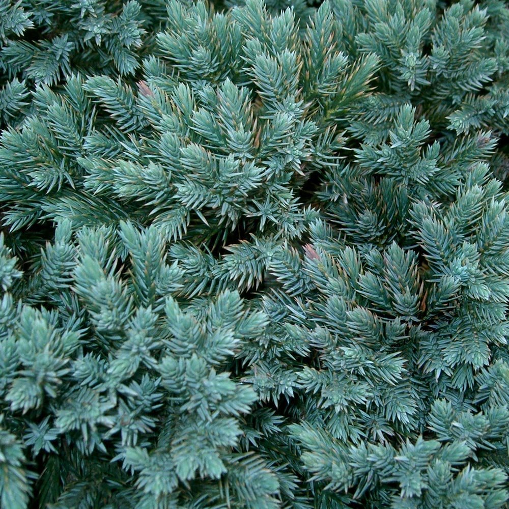 Ienupar Pitic Blue Star, conifer pitic albastru-argintiu, vesnic verde, compact, forma de crestere sferica - Image 8