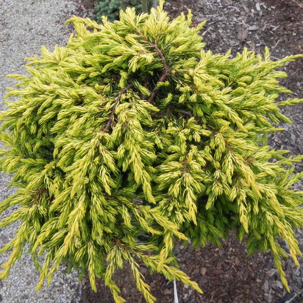 Ienupar Goldschatz, tarator, conifer cu frunzis galben-auriu, usor de intretinut, de ghiveci sau gradina - Image 3