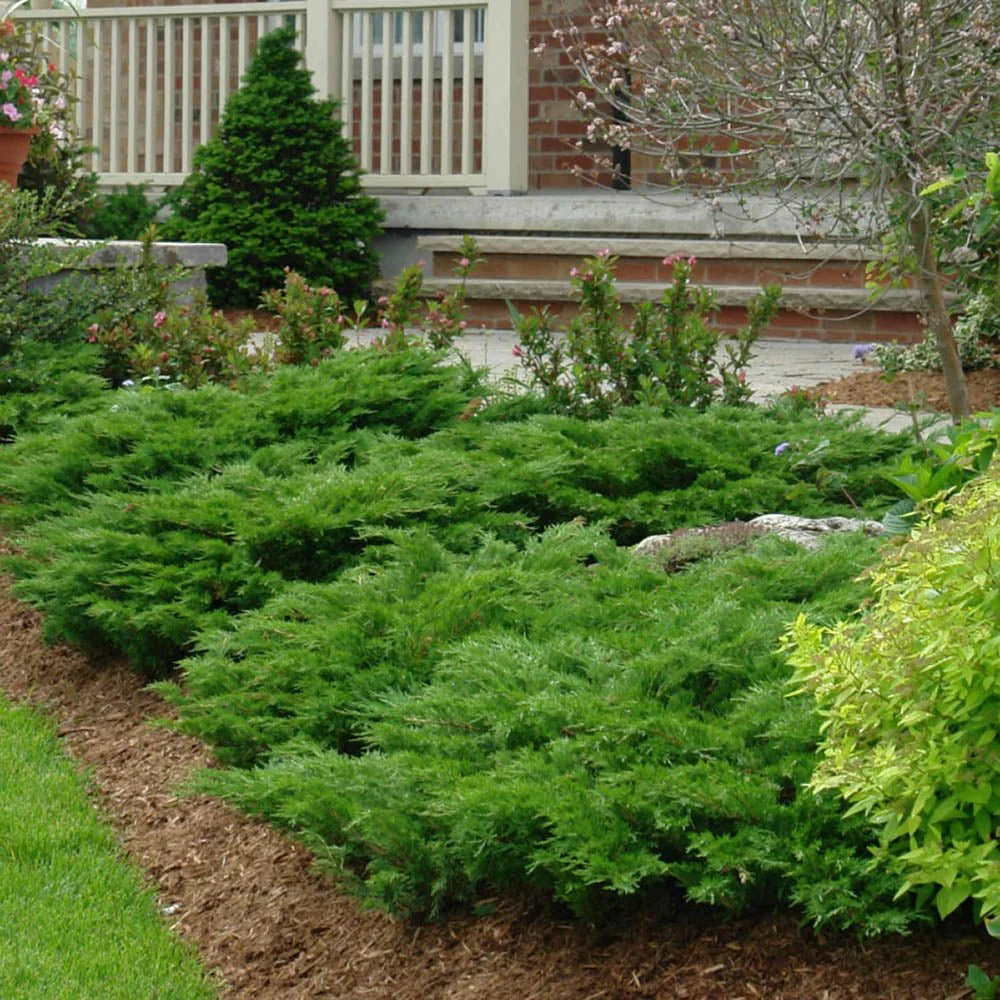 Ienupar Green Carpet, frunzis verde, covor vesnic verde decorativ, Ideal taluzuri si stancarii - Image 3