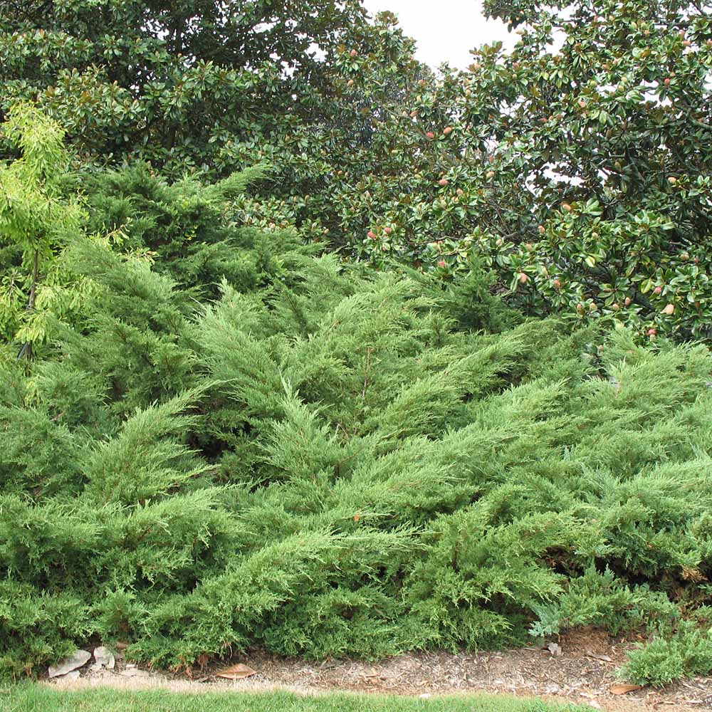 Ienupar Green Carpet, frunzis verde, covor vesnic verde decorativ, Ideal taluzuri si stancarii - Image 4