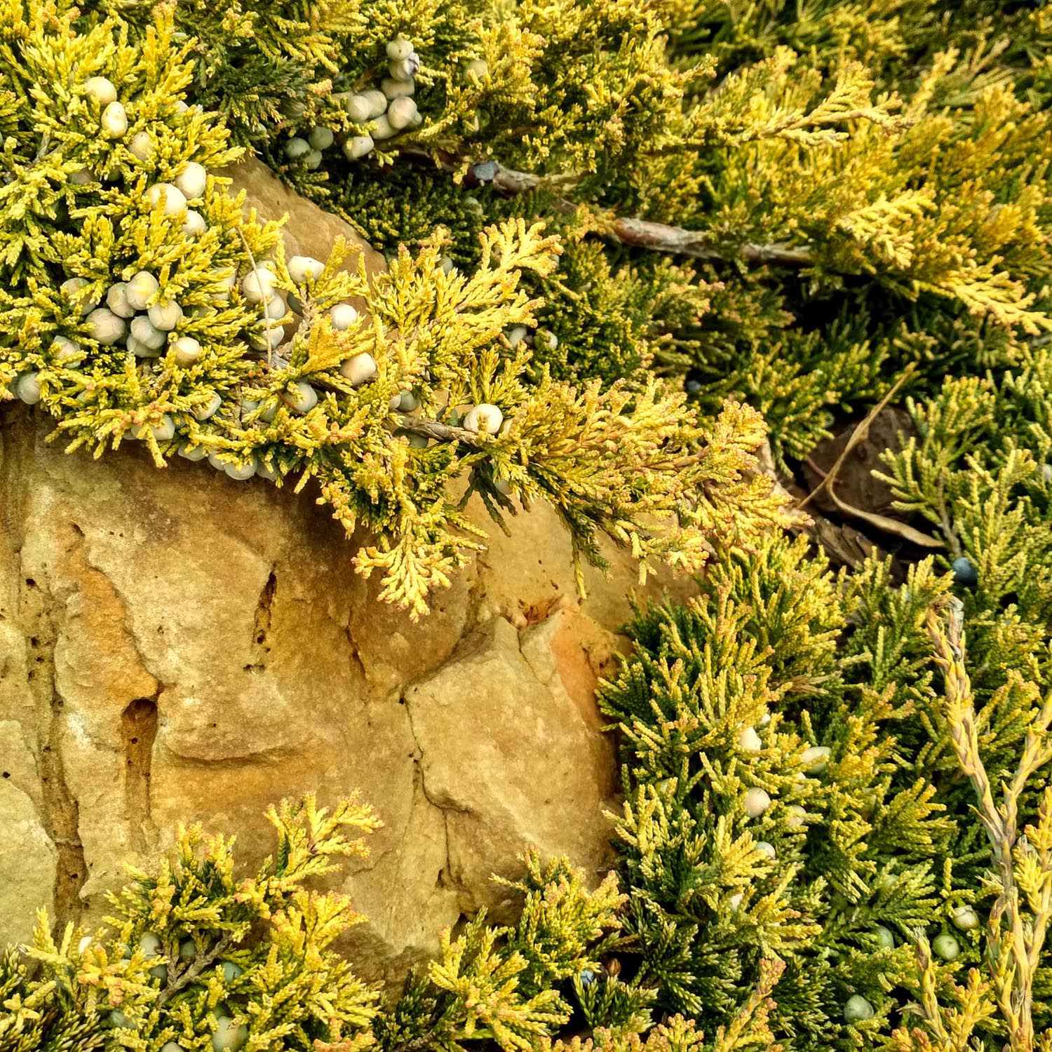 Ienupar Golden Carpet, tarator, conifer cu frunzis galben lamaie, bronz-deschis iarna, tolerant la seceta - Image 3