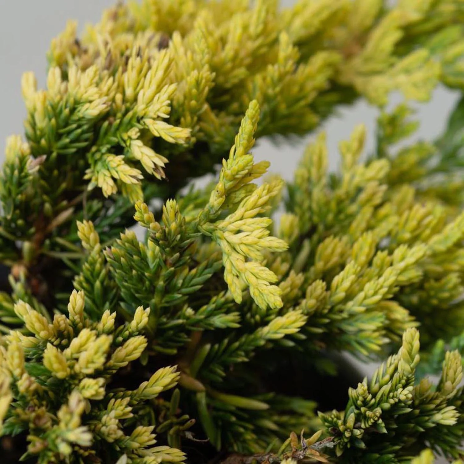 Ienupar Golden Carpet, tarator, conifer cu frunzis galben lamaie, bronz-deschis iarna, tolerant la seceta - Image 4