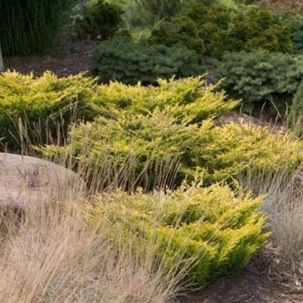 Ienupar Limeglow, tarator, frunzis verde-lime intens, colorat tot anul, ideal pentru taluze si borduri, pentru incepatori - Image 4