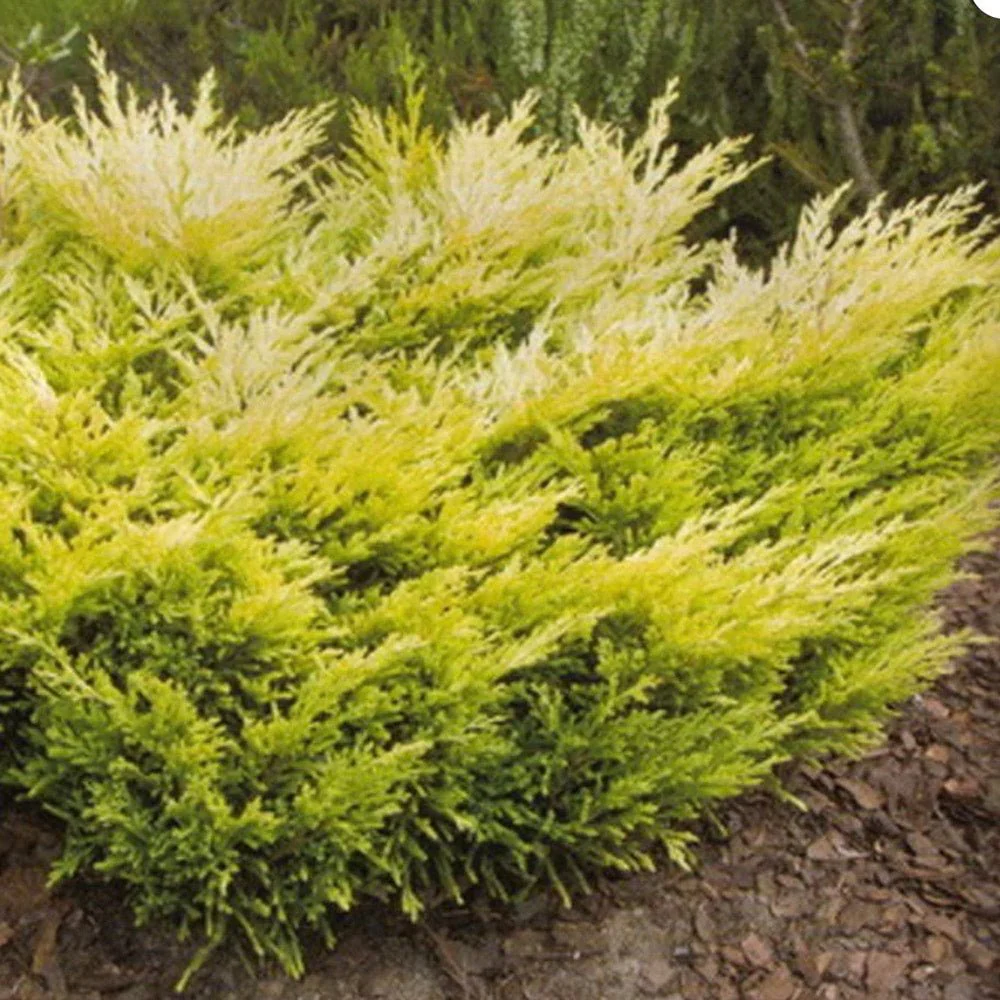 Ienupar Limeglow, tarator, frunzis verde-lime intens, colorat tot anul, ideal pentru taluze si borduri, pentru incepatori - Image 5