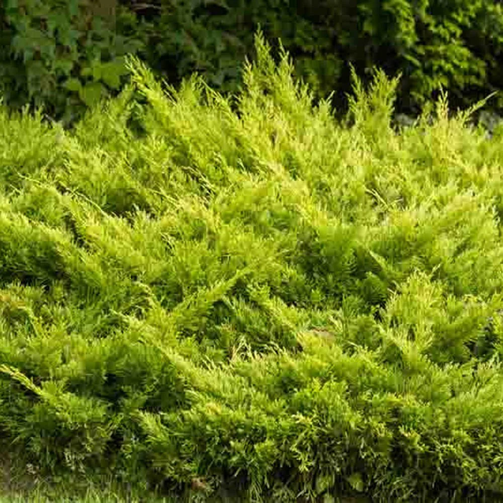 Ienupar Limeglow, tarator, frunzis verde-lime intens, colorat tot anul, ideal pentru taluze si borduri, pentru incepatori - Image 6