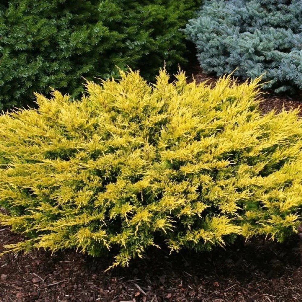 Ienupar Limeglow, tarator, frunzis verde-lime intens, colorat tot anul, ideal pentru taluze si borduri, pentru incepatori - Image 7