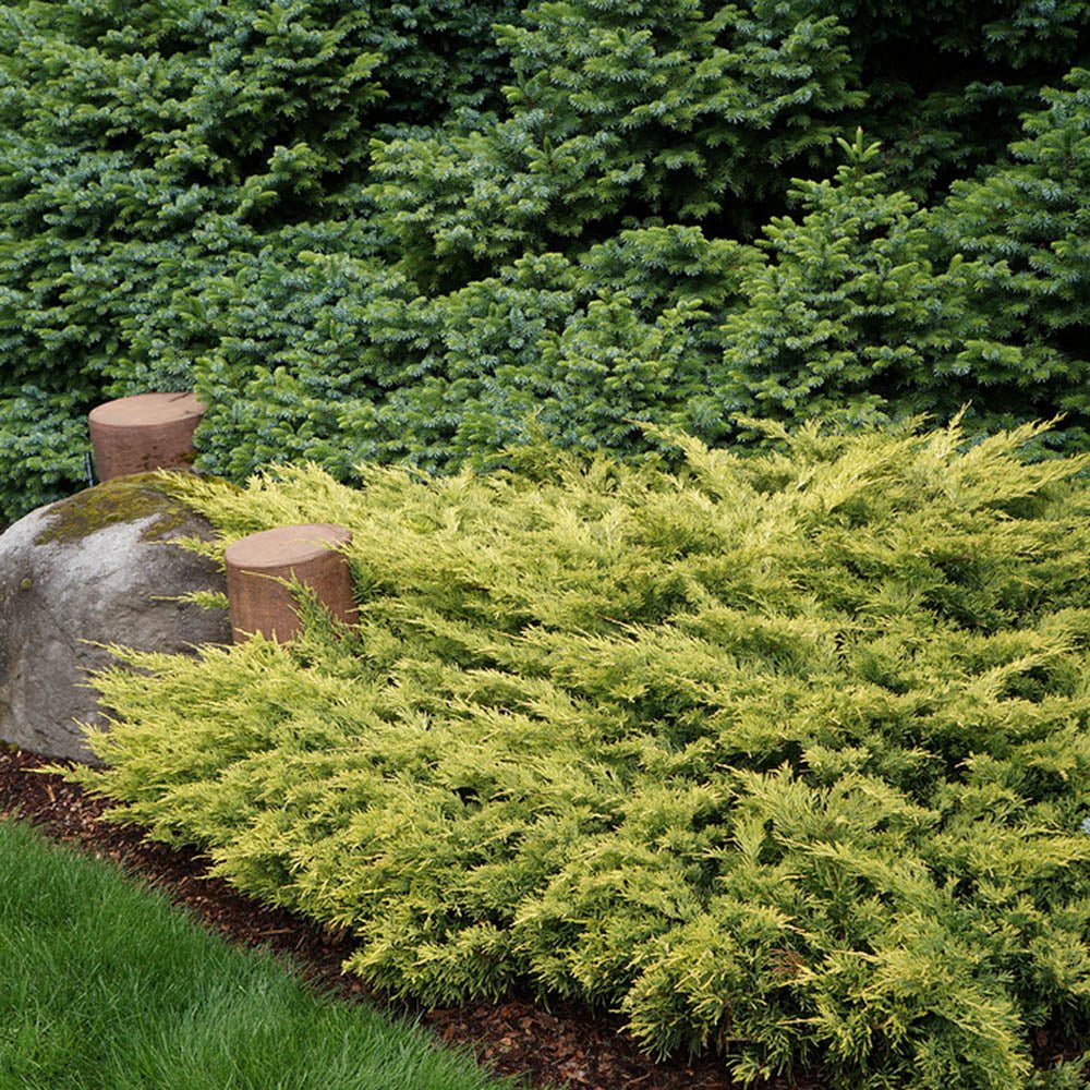 Ienupar Limeglow, tarator, frunzis verde-lime intens, colorat tot anul, ideal pentru taluze si borduri, pentru incepatori - Image 8