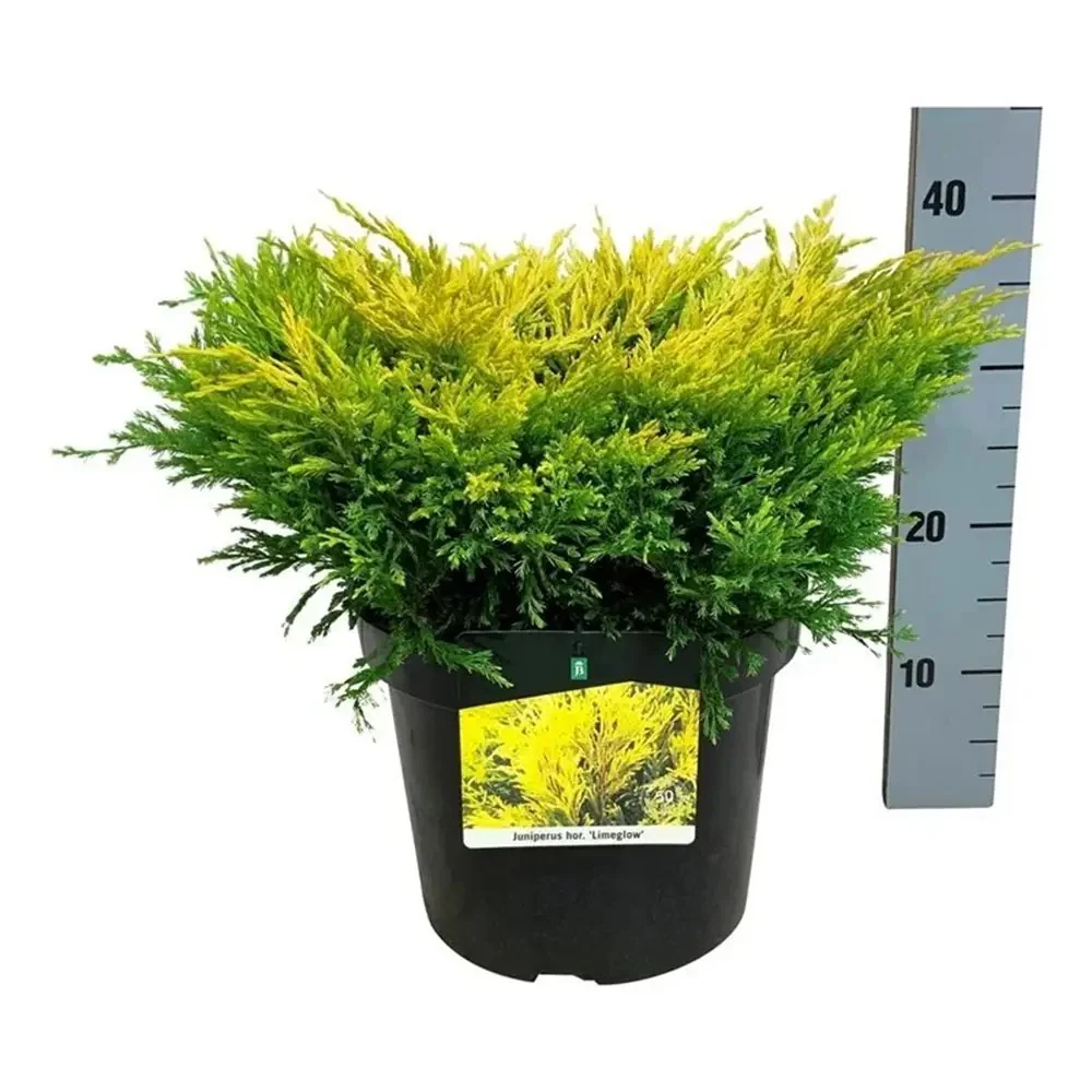 Ienupar Limeglow, tarator, frunzis verde-lime intens, colorat tot anul, ideal pentru taluze si borduri, pentru incepatori - Image 9