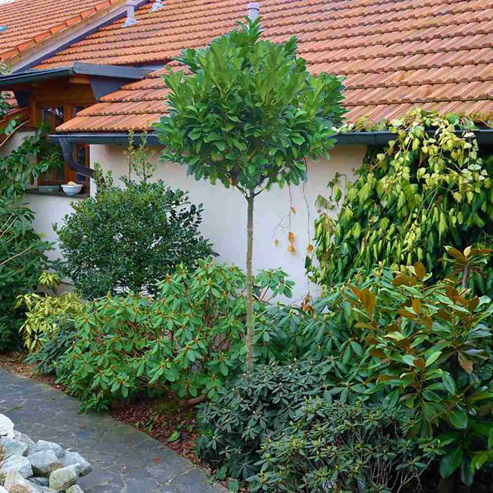 Laur Englezesc Etna (Laurocires) Copacel, vesnic verde pentru gradina, frunze lucioase rosiatice primavara, rezistent iarna, flori parfumate albe - Image 3