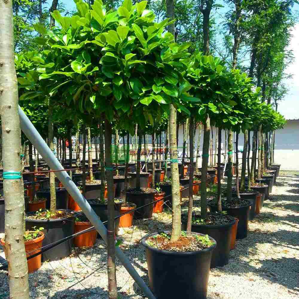 Laur Englezesc Etna (Laurocires) Copacel, vesnic verde pentru gradina, frunze lucioase rosiatice primavara, rezistent iarna, flori parfumate albe - Image 5