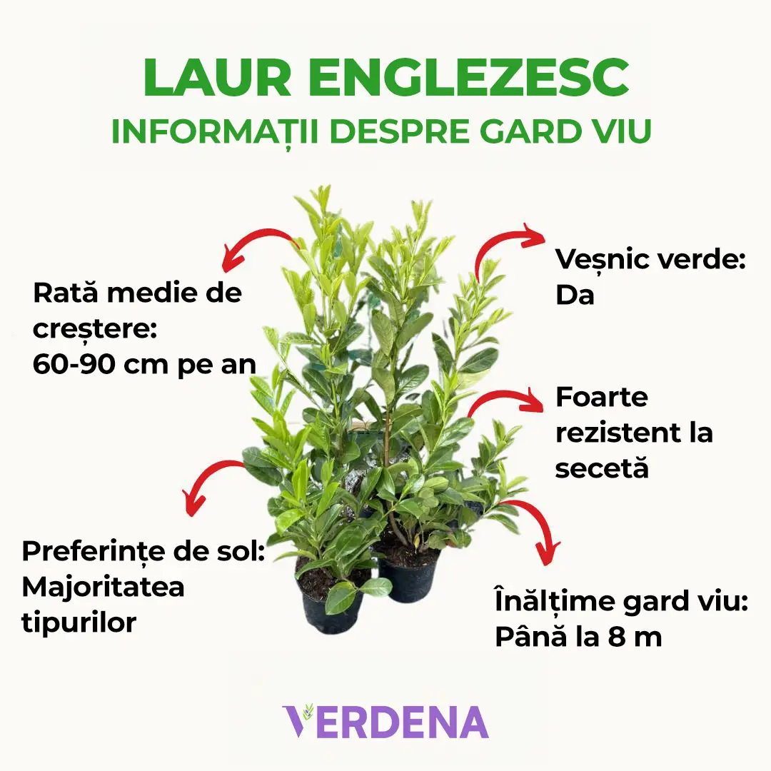 Laur Englezesc Vesnic Verde Etna (Laurocires), gard viu vesnic verde pentru gradina, frunze lucioase rosiatice primavara, rezistent iarna, flori parfumate albe - Image 3