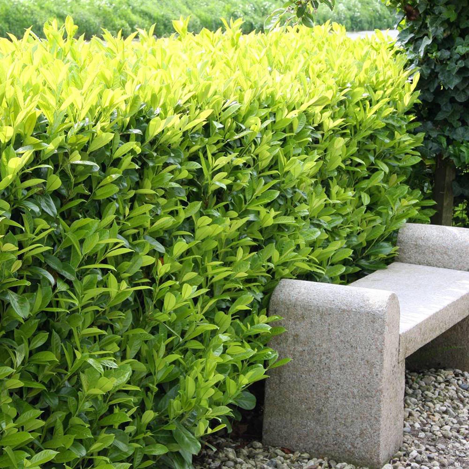 Laur Englezesc Vesnic Verde Caucasica (Laurocires), cu flori parfumate, vesnic verde, gard viu rapid, rezistent la boli, frig si caldura - Image 10