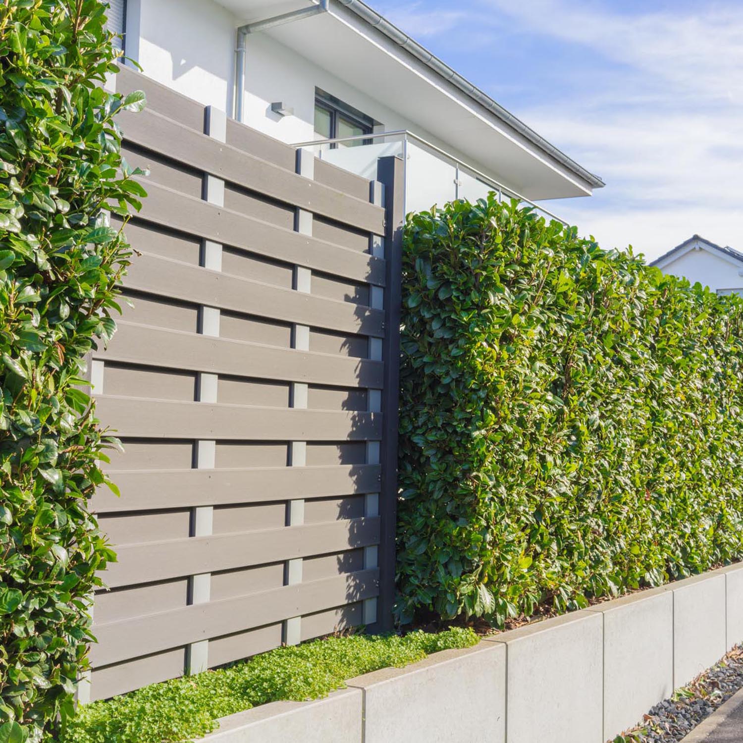 Laur Englezesc Vesnic Verde Caucasica (Laurocires), cu flori parfumate, vesnic verde, gard viu rapid, rezistent la boli, frig si caldura - Image 11