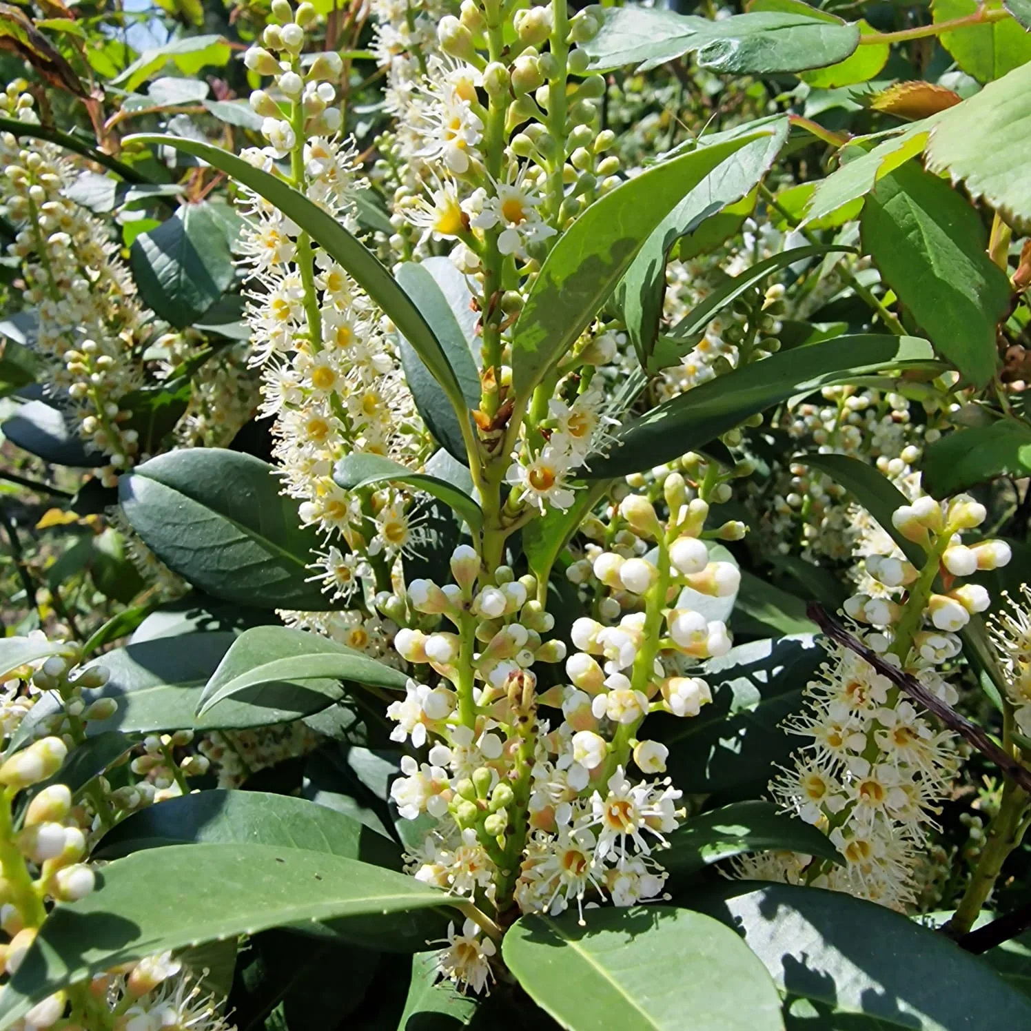 Laur Englezesc Vesnic Verde Caucasica (Laurocires), cu flori parfumate, vesnic verde, gard viu rapid, rezistent la boli, frig si caldura - Image 13