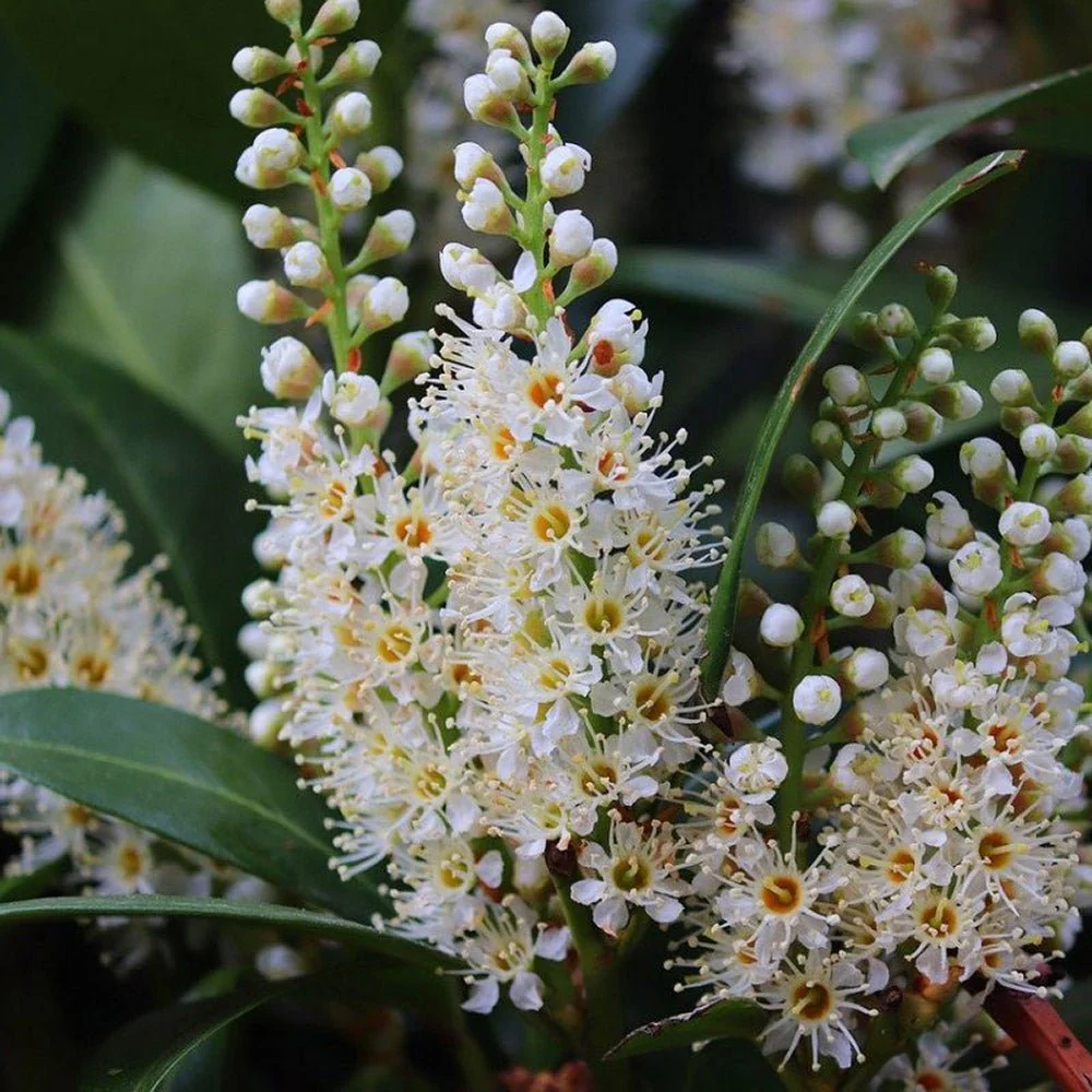 Laur Englezesc Vesnic Verde Caucasica (Laurocires), cu flori parfumate, vesnic verde, gard viu rapid, rezistent la boli, frig si caldura - Image 14