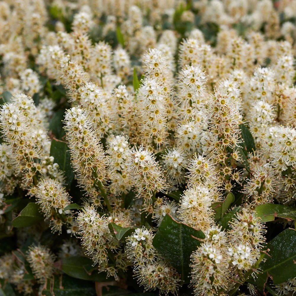 Laur Englezesc Vesnic Verde Caucasica (Laurocires), cu flori parfumate, vesnic verde, gard viu rapid, rezistent la boli, frig si caldura - Image 15